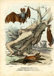 Fladdermöss, 1863-79
